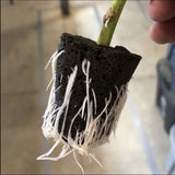 T24 Home Grow Kit w/ Humidity Dome