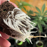 T24 Home Grow Kit w/ Humidity Dome