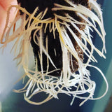 T24 Home Grow Kit w/ Humidity Dome