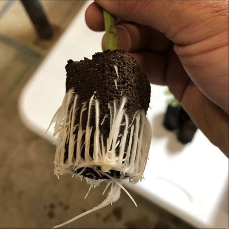 T24 Home Grow Kit w/ Humidity Dome